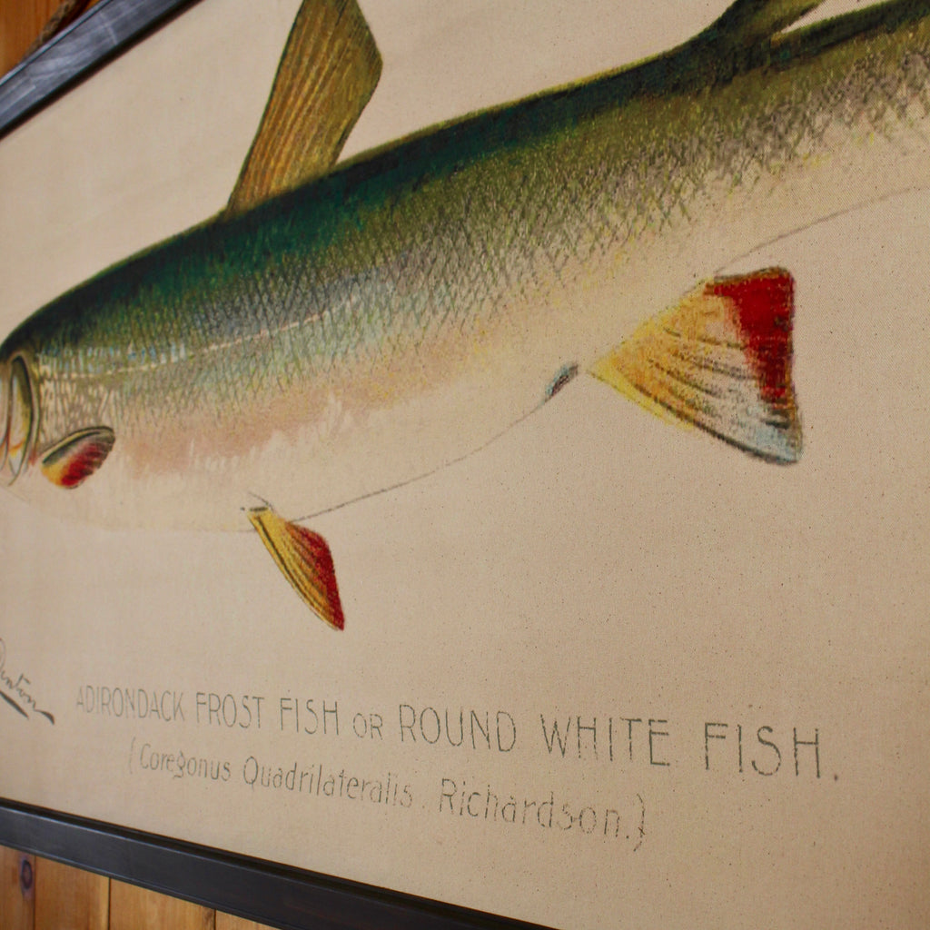 Denton Fish Wall Chart | Adirondack Rustic Decor – Dartbrook Rustic Goods